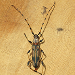 cordylomera schoenherrii